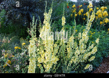 Leeds City Council "Duft eines römischen" Schaugarten, Chelsea Flower Show 2007, London Stockfoto