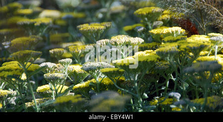 Schafgarbe: Achillea 'Moonshine' Stockfoto