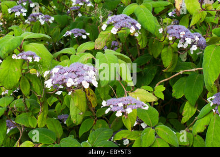 Hydrangea Aspera macrophylla Stockfoto
