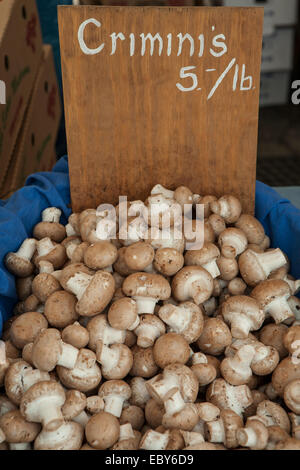Frische Crimini Pilze zum Verkauf in der Greenmarket Square in New York Union. Stockfoto