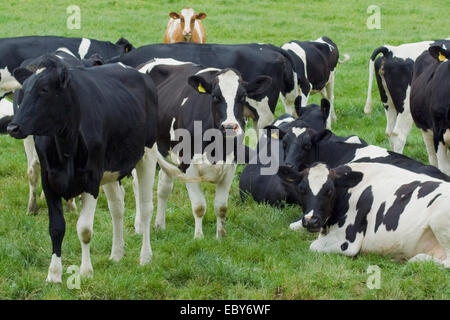 Braunen und weißen Kuh hinter eine Herde Kühe schwarz / weiß Stockfoto
