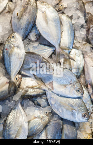 Fisch zum Verkauf in einem Fischmarkt in New Yorks Chinatown. Stockfoto