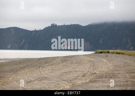 Coastal Braunbären in Chinitna Bay, Kenai Peninsula Borough, Alaska, USA Stockfoto