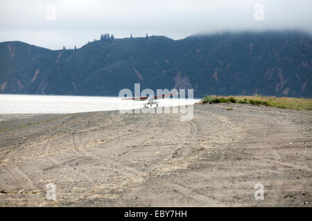 Coastal Braunbären in Chinitna Bay, Kenai Peninsula Borough, Alaska, USA Stockfoto