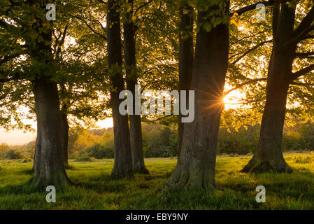 Sonnenuntergang hinter kleinen Wäldchen von Bäumen in der Nähe von Haresfield Leuchtfeuer in den Cotswolds, Gloucestershire, England. Stockfoto