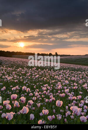 Opium Poppyfield bei Sonnenuntergang, Chilton, Oxfordshire, England. (Juni) im Sommer 2014. Stockfoto