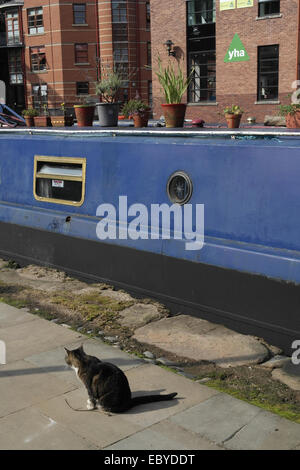 Sonnigen schrägen Porträt YHA Gebäude Katze sitzt Kai von blauen Hausboot mit Pflanzen Töpfe, Castlefield Canal Basin, Manchester Stockfoto