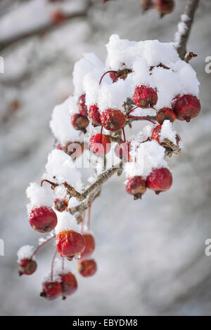 Rote Krabbe Äpfel am Zweig mit starkem Schneefall im winter Stockfoto