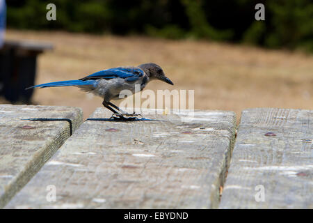 Western Peeling Jay (Aphelocoma Californica) Fütterung auf Tisch im Park entlang Moonstone Beach Drive, Kalifornien USA im Juli Stockfoto