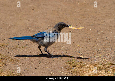 Western Peeling Jay (Aphelocoma Californica) Fütterung auf Boden im Park entlang Moonstone Beach Drive, Kalifornien USA im Juli Stockfoto