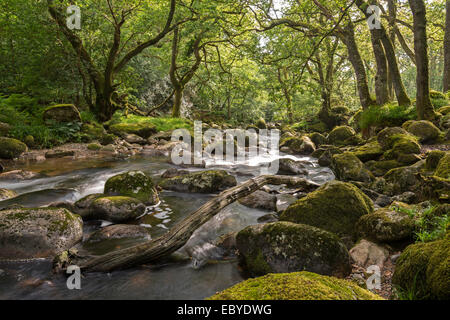 Rocky River Plym fließt durch Dewerstone Wood, Dartmoor, Devon, England. (Juni) im Sommer 2014. Stockfoto