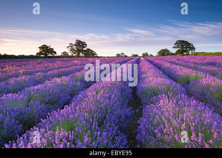 Lavendel-Feld in der Morgendämmerung, Somerset, England. (Juli) im Sommer 2014. Stockfoto