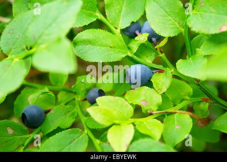 Heidelbeere Anlage. In der Nähe von Wilden reifer Heidelbeere Beeren im Wald wachsen. Stockfoto