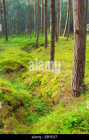 Picea abies, Schotten oder schottischen Kiefern baum Wald wachsen in Pommern, Polen. Blick auf alten Graben - die Überbleibsel des Zweiten Weltkrieges. Stockfoto