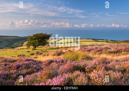 Heather in Blüte auf Porlock Common, Exmoor National Park, Somerset, England. (August) im Sommer 2014. Stockfoto