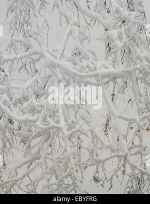 Schneeakkumulation über Äste Stockfoto