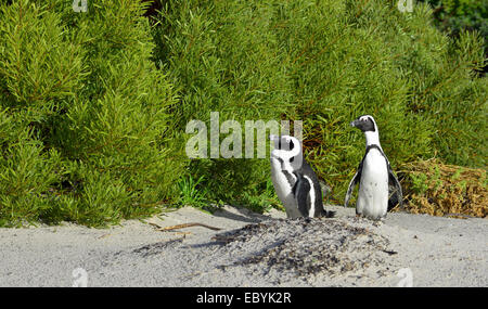 Afrikanische Pinguine (Spheniscus Demersus). Stockfoto