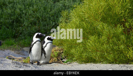 Afrikanische Pinguine (Spheniscus Demersus). Südafrika Stockfoto