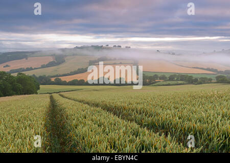 Weizenfeld und hügelige Landschaft im Morgengrauen, Devon, England. (Juli) im Sommer 2014. Stockfoto