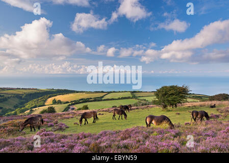 Exmoor Ponys Weiden auf Heidekraut bedeckt Moor auf Porlock Common, Exmoor, Somerset, England. (August) im Sommer 2014. Stockfoto