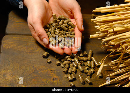 Alternative Biokraftstoff aus Stroh Verbrennung in Öfen Stockfoto