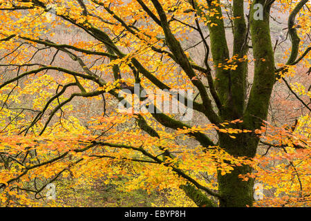 Buche mit herbstlichen Blättern, Teign Valley, Dartmoor, Devon, England. Herbst (November) 2014. Stockfoto