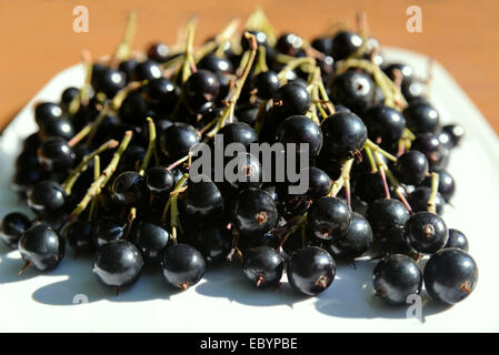Beeren der schwarzen Johannisbeere auf dem Teller Stockfoto