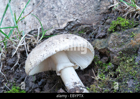 Ein nicht identifizierter Amanita-Pilz zeigt die Kiemen und Ring (Ring) Stockfoto