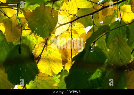 Blätter von Hazel Gegenlicht, da sie von Grün auf gelb im Herbst verwandeln Stockfoto