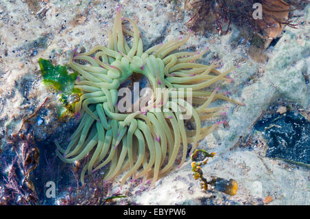 Schuss von einem Snakelocks Anemone zeigt die mündliche Disc (Mund) an Hoffnung Lücke, in der Nähe von Seaford, Ostsussex genommen Stockfoto