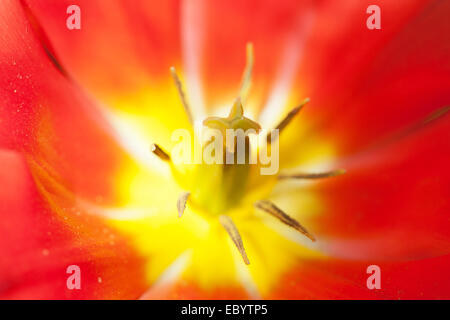 Rote Tulpe von innen, als Hintergrund Stockfoto