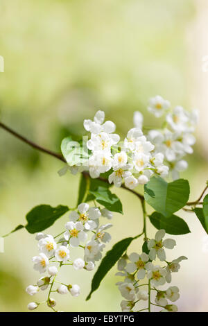 Blühende Vogel-Kirsche Stockfoto