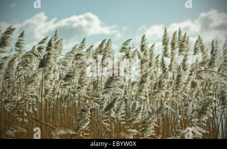 Retro gefiltert trockenen Schilf Natur Hintergrund. Stockfoto