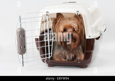 Reisen mit Heimtieren Kunststoffträger mit Yorkshire Terrier innen geöffnet Stockfoto