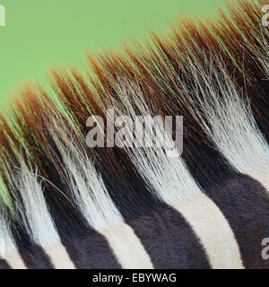 Tierhaut, gemeinsame Zebra oder Burchell Zebra (Equus Burchelli) Haut, gestreiften Hintergrundtextur Stockfoto