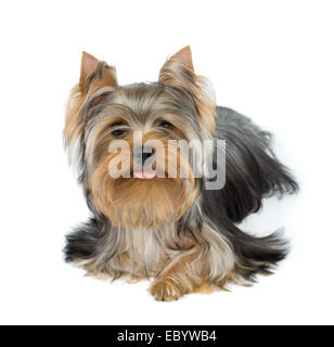 Yorkshire Terrier streckte Zunge über weiß Stockfoto