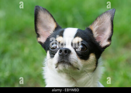 Ein Chihuahua liegt auf Rasen Stockfoto