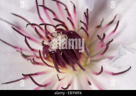 Nahaufnahme des weißen Clematis erschossen im Juni Stockfoto