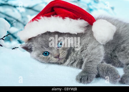 Kleines Kätzchen trägt Weihnachtsmütze vor natürlichen Hintergrund liegen Stockfoto