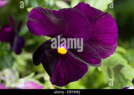 Dunkle purpurrote Stiefmütterchen Blume wächst im Juni Stockfoto