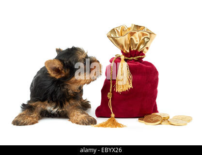 Welpen und Säckchen mit Euro-Münzen auf weiß Stockfoto