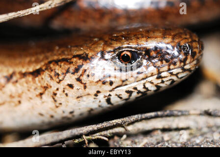 Nahaufnahme von einem langsam-Wurm Stockfoto
