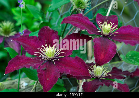 Blüten der Clematis Niobe in Dorset Garten. Juni 2012 Stockfoto