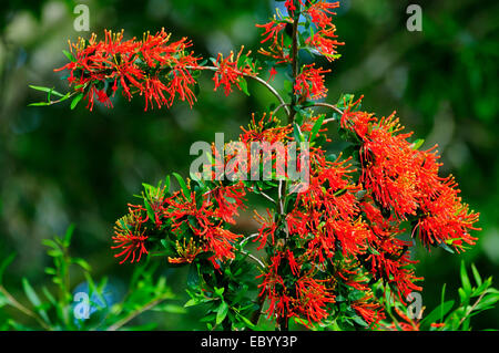 Embothrium in Blüte Dorset UK Stockfoto