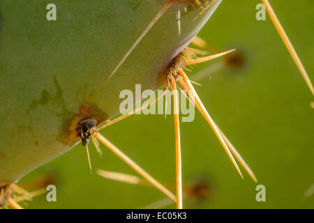 Die langen, scharfen Stacheln auf einem Feigenkaktus (Opuntia), in der Wüste in Arizona, USA.
