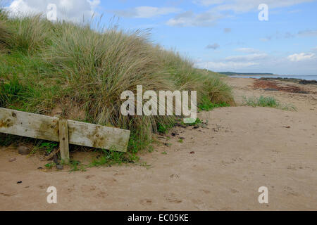 Erodieren Sanddünen bedeckt in Dünengebieten Grass (Ammophila) an der Flut an einem Strand in Schottland. Stockfoto