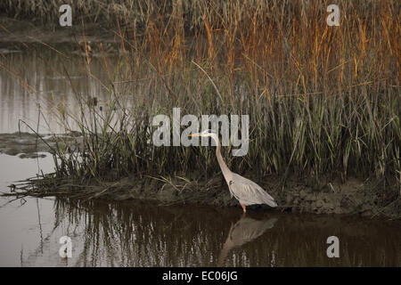 Ein Great Blue Heron watet in ein Küsten-Mündung Stockfoto