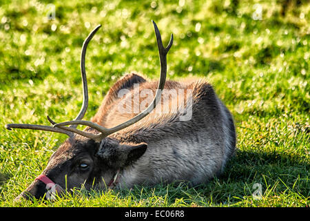 Ipswich, Suffolk, UK. 6. Dezember 2014. Rentier ruht in einem Feld am ersten Tag des Bauern und TV Moderatorin Jimmy Doherty Jimmy's Farm jährliche zweitägige Christmas Fayre. Bildnachweis: Ronnie McMillan/Alamy Live-Nachrichten Stockfoto