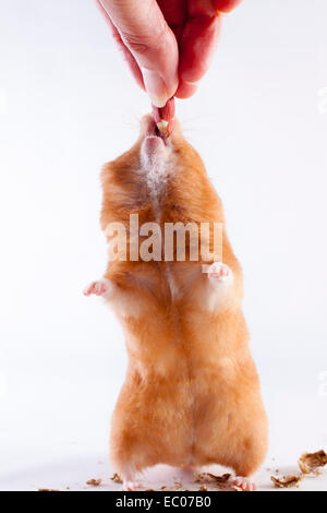 Person, die Fütterung ein Goldhamster einer Erdnuss Stockfoto