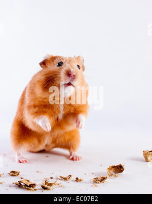 Syrischen Hamster Essen Erdnüsse auf weißem Hintergrund Stockfoto